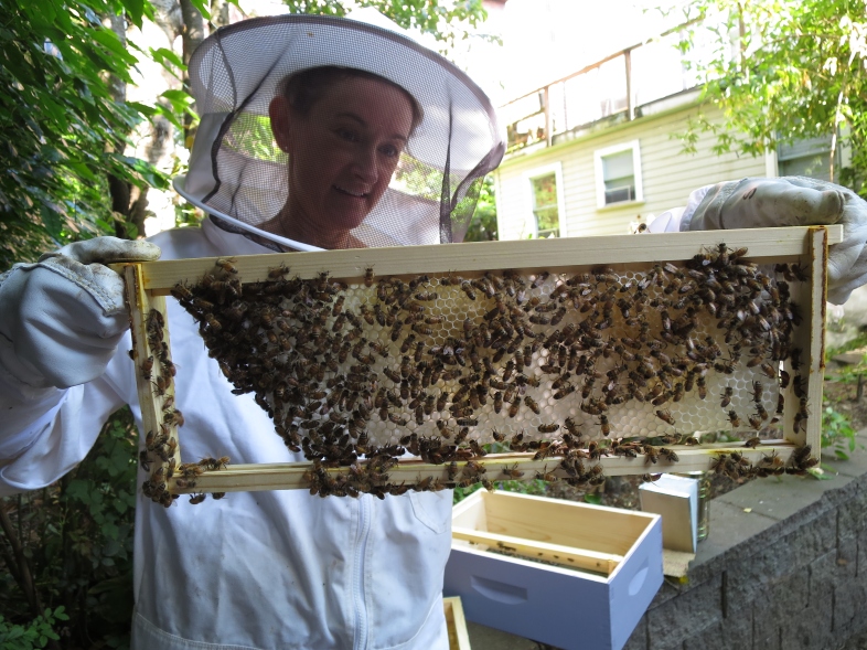 Frame of bees on freshly-drawn 100% natural bee-made foundation, from the Sweet Jaime hive.
